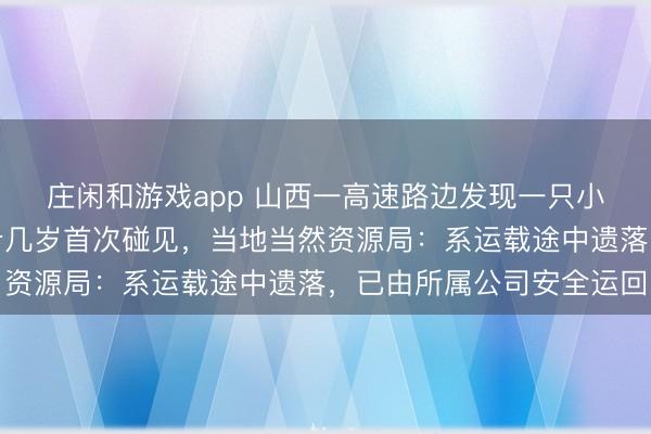 莊閑和游戲app 山西一高速路邊發(fā)現(xiàn)一只小獅子，有民警稱干了十幾歲首次碰見，當(dāng)?shù)禺?dāng)然資源局：系運(yùn)載途中遺落，已由所屬公司安全運(yùn)回